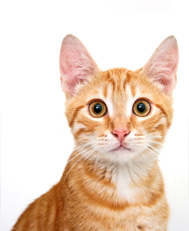 Advanced Veterinary Care - Care Plans/Discounts Blaine Advanced Veterinary Care - Care Plans/Discounts Blaine
