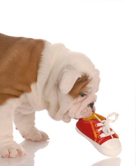 Advanced Vet - Veterinary Services Dogs/Puppies/Cats/Kittens Blaine Advanced Vet - Veterinary Services Dogs/Puppies/Cats/Kittens Blaine