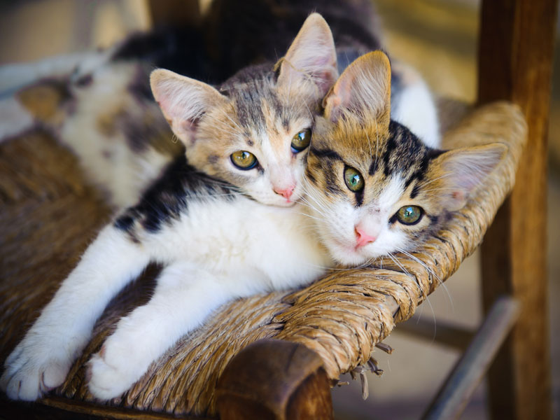 Two kittens in chair