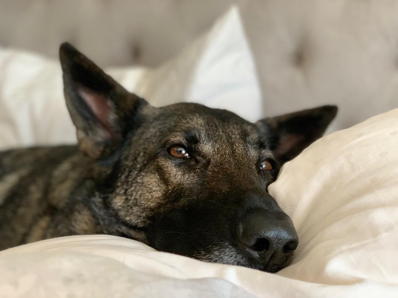 Louie Memorial